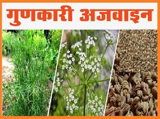 अजवाइन से करे वेट लॉस